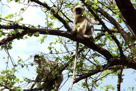 Short Escape To Pench